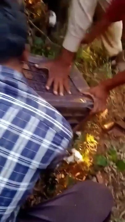 Leopard cub fell in well, pulled out with difficulty