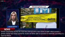 109212-mainBird flu has jumped to mammals in the UK - so how worried should humans be? - 1breakingnews.com
