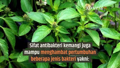 Jangan Buang Daun Kemangi, Manfaatnya Besar Bagi Tubuh | SINAU