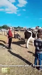 Bœuf Breton Pie noire à vendre pour attelage