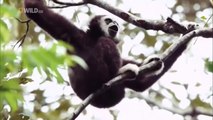 Wild Thailand - National Geographic Documentary