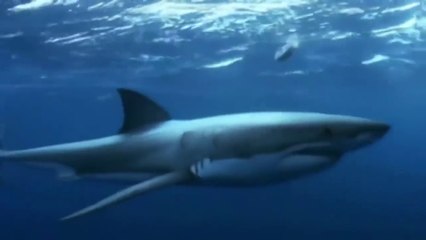 White Shark - Nature of the Beast