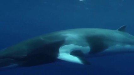 The Mystery Of The Minke Whale (Nature Documentary)