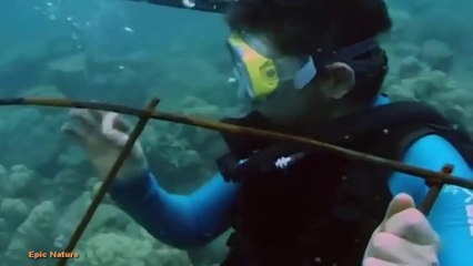 Bali - Coral Reef Reborn (Nature Documentary)
