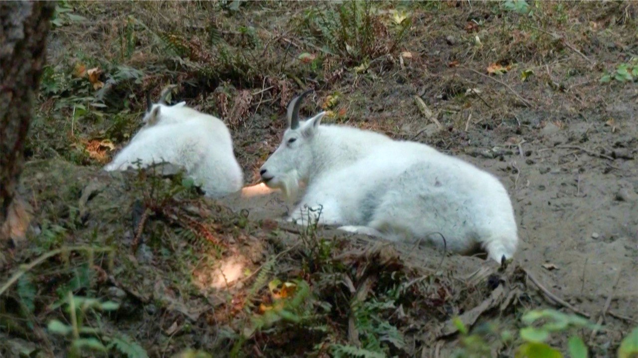 U.S.: Nearly Half of Animals and Over a Third of Plants Threatened with Extinction