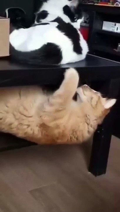 Cat Funny | Cat Cute videos | Cat Funny Videos