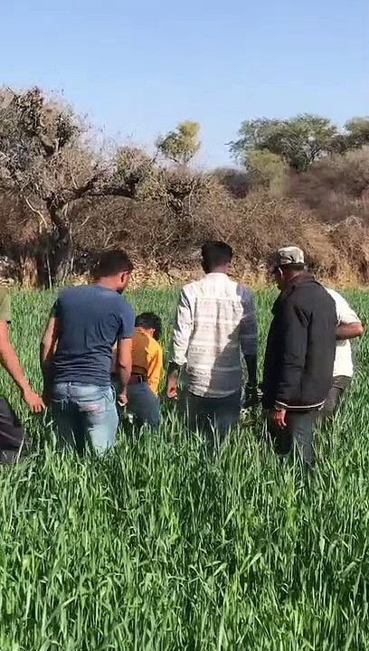 Battle of supremacy in two panthers, one killed, injured panther entered the village, created chaos