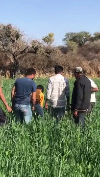 Battle of supremacy in two panthers, one killed, injured panther entered the village, created chaos