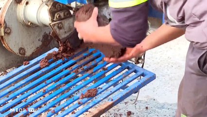 إعادة تدوير مخلفات الزيتون .. بديل الحطب - 06/02/2023