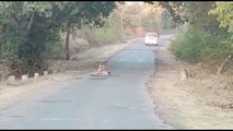 सड़क पर आराम फरमा रहा बाघ, इलाके में दहशत, वीडियो वायरल