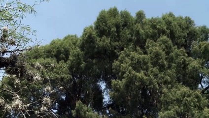 Prosa y verso de una identidad | movie | 2020 | Official Trailer