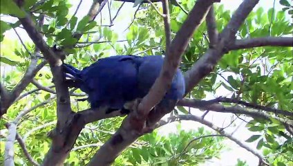 Macaws Are Some of the Biggest and Most Interesting Members of the Parrot Family