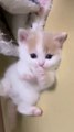 Cute White Cats | Funny Clip