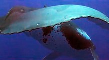 IMAX Dauphins et baleines : Nomades des mers | movie | 2008 | Official Trailer