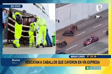 Caballos del Ejército quedan sueltos en Vía Expresa tras desprenderse carreta