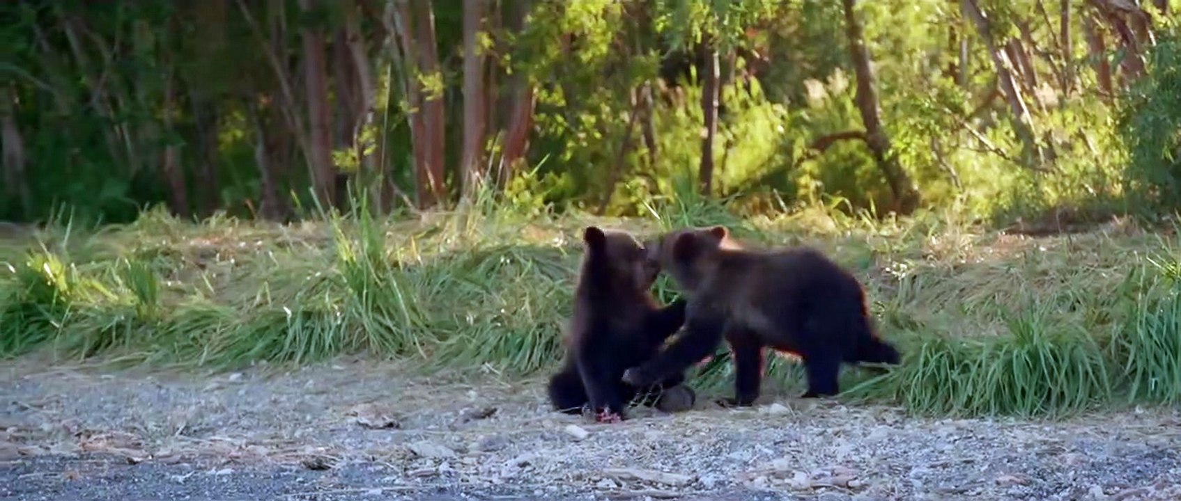 Terre des ours | movie | 2014 | Official Trailer