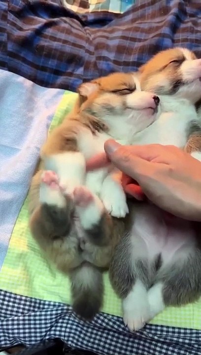 Ces bébés chiens Corgi vont faire votre journée... que du bonheur