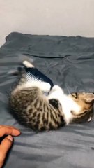 Cat vs Fish Funny Fight