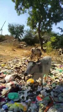 ये गंदगी बनाएगी क्या हमें नंबर वन रेलवे कालोनी में नहीं उठ रहा कचरा