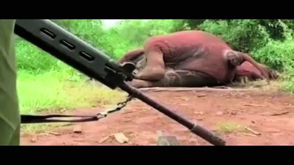 Racing Extinction | movie | 2015 | Official Trailer