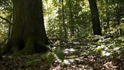 L'intelligence des Arbres | movie | 2016 | Official Trailer