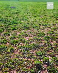 الزعاق: ليالي الإبدار الأجمل في الشهر لدى العرب.. وفصل الربيع الأروع