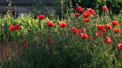 La Clef des Terroirs | movie | 2011 | Official Trailer