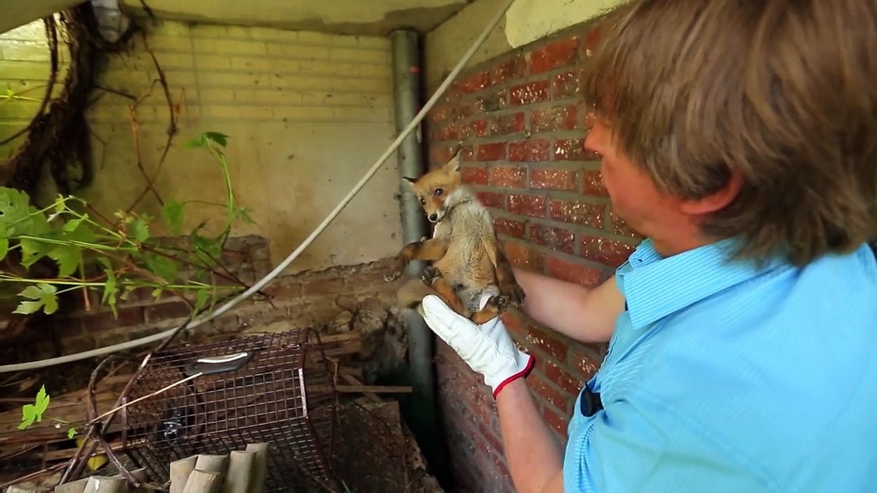 Bruxelles Sauvage - Faune Capitale | movie | 2015 | Official Trailer