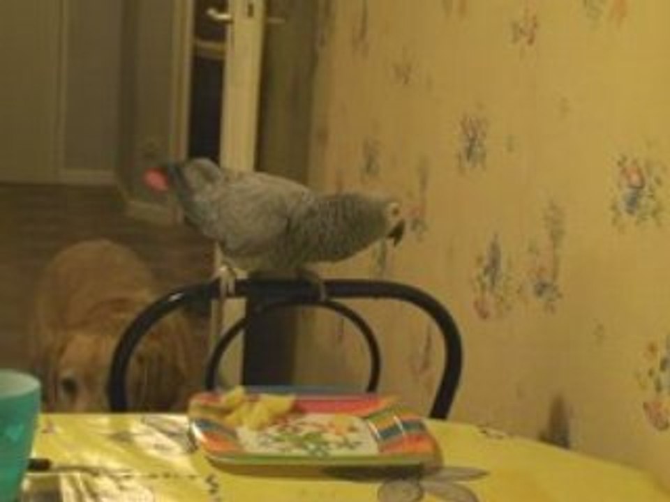 Kiwi mange à table en mars 2008