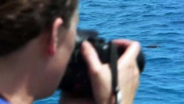 Requins Vs dauphins | movie | 2016 | Official Trailer