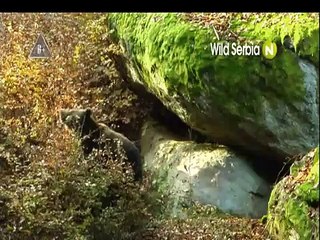 Vad Szerbia | movie | 2011 | Official Trailer