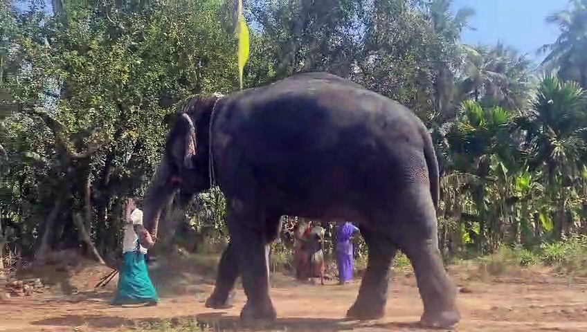 கோவையில் புதிதாக கட்டப்பட்ட தொட்டியில் ஆனந்த குளியலிட்ட கோவில் யானை