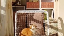 真棒! 小貓變身最佳守門員。The cat becomes the best goalkeeper.