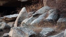 Inde - les léopards des montagnes | movie | 2018 | Official Teaser
