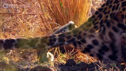 Olimba, la reine des léopards | movie | 2020 | Official Trailer