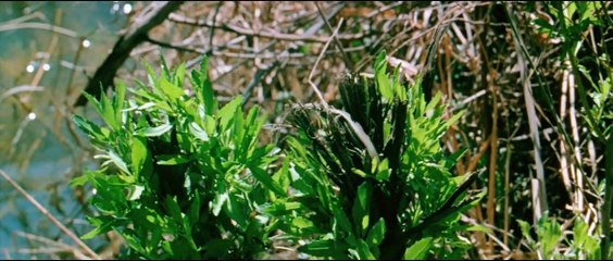 The Legend of Boggy Creek | movie | 1972 | Official Trailer