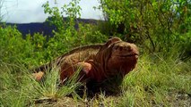 Galapagos with David Attenborough | movie | 2013 | Official Trailer