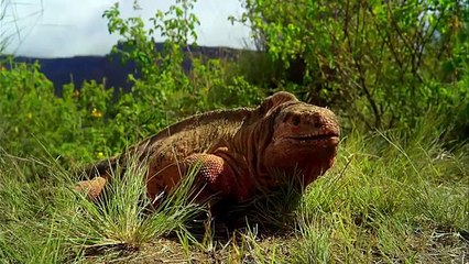 Galapagos with David Attenborough | movie | 2013 | Official Trailer
