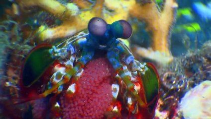 The Magic Of The Big Blue. Seven Continents | movie | 2011 | Official Trailer