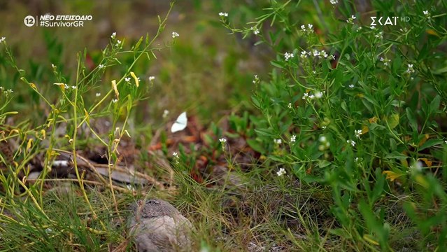 Survivor All Star: Το πλάνο που άναψε φωτιές! Βασάλος - Μαριαλένα έφυγαν κρυφά στο δάσος μες τη νύχτα