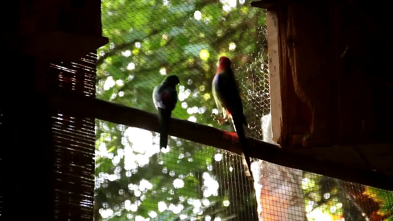 Variaciones Espectrales | movie | 2013 | Official Trailer