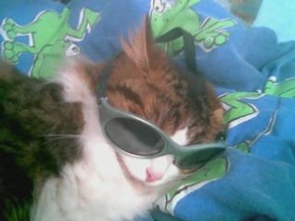 Mon chien mes chats mes lapins