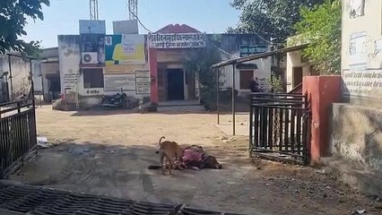 अस्पताल मुख्य दरवाजे पर मृत पशु को खाता रहा श्वान, चिकित्सक ने नहीं ली सुध