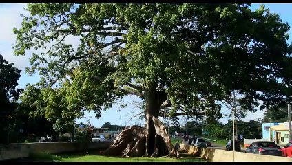 Puerto Rico Celebra | movie | 2014 | Official Trailer