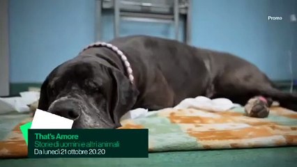 That's Amore! | show | 2008 | Official Trailer