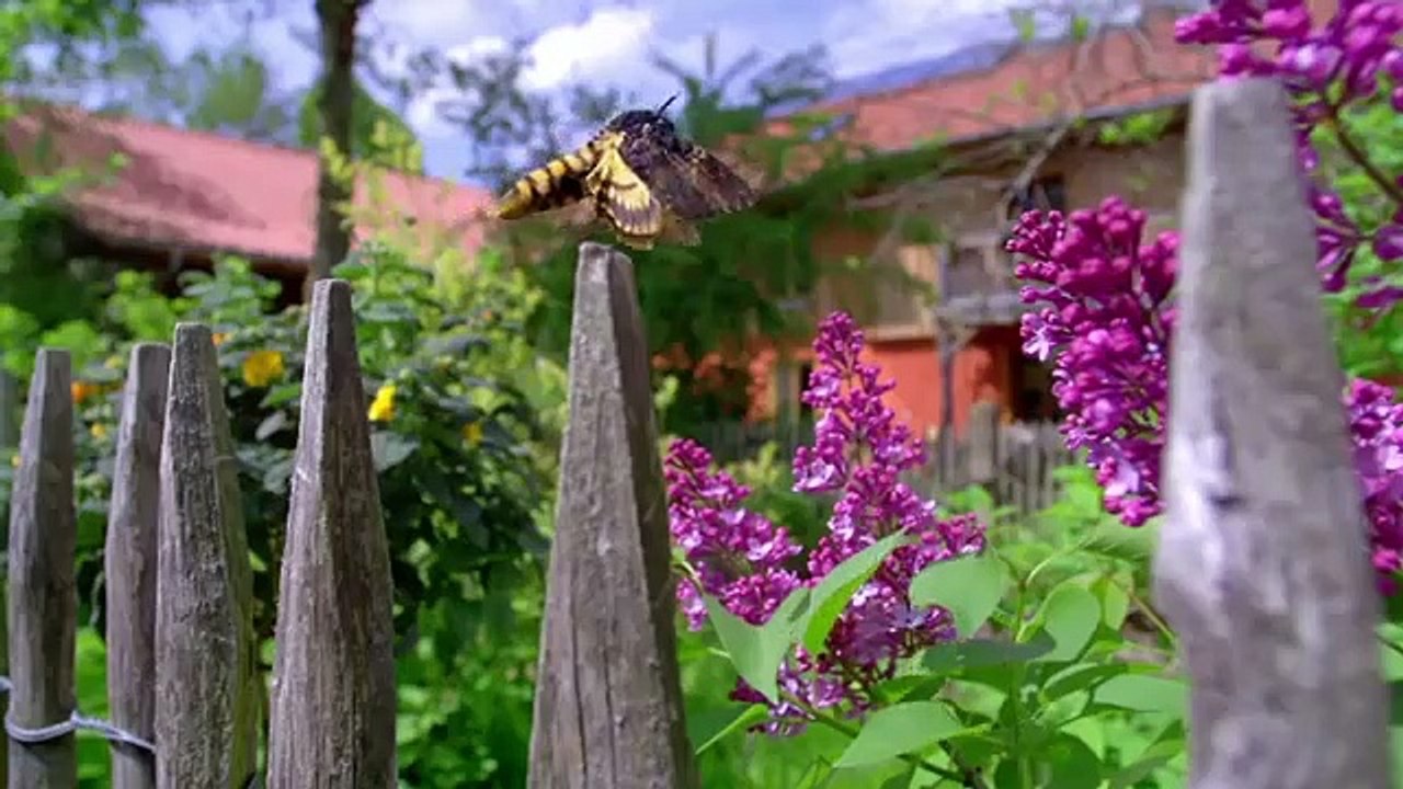 Geheimnisvoller Garten | show | 2014 | Official Trailer