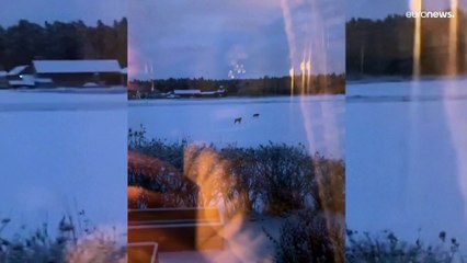 فيديو: جدل كبير في السويد بشأن عمليات صيد الذئاب