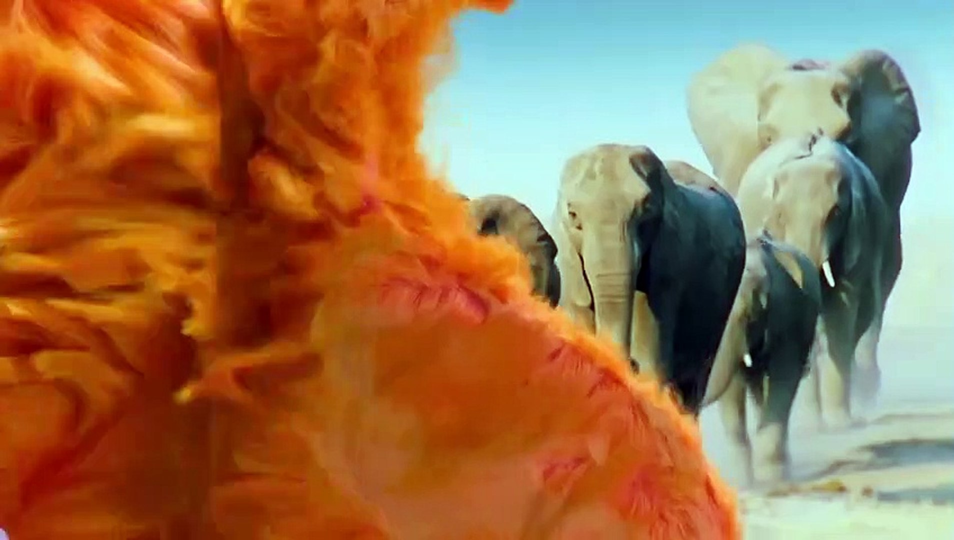 ⁣动物界的爱因斯坦 | show | 2021 | Official Trailer