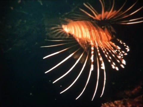 Капитан Немо | show | 1976 | Official Clip