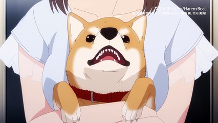 ハーレムきゃんぷっ！ | show | 2022 | Official Teaser